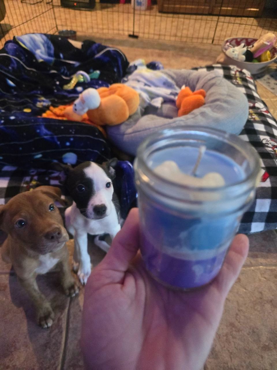 Puppy's Breath | Coconut and Beeswax Candle - Reid Street Soap Co, LLC